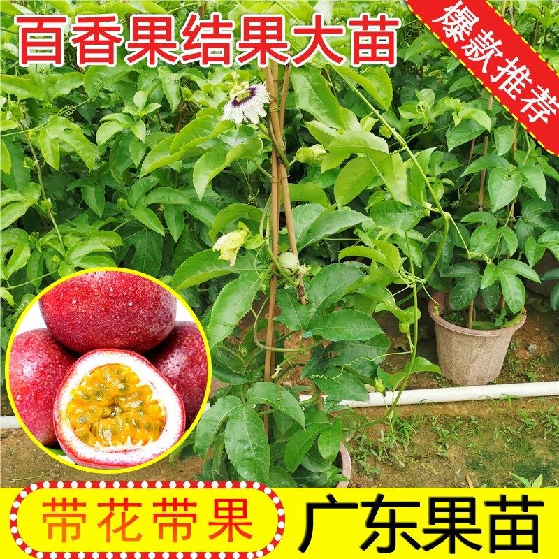 广东百香果苗四季爬藤黄金百香果树果苗紫香台农四季南方当年结果图片