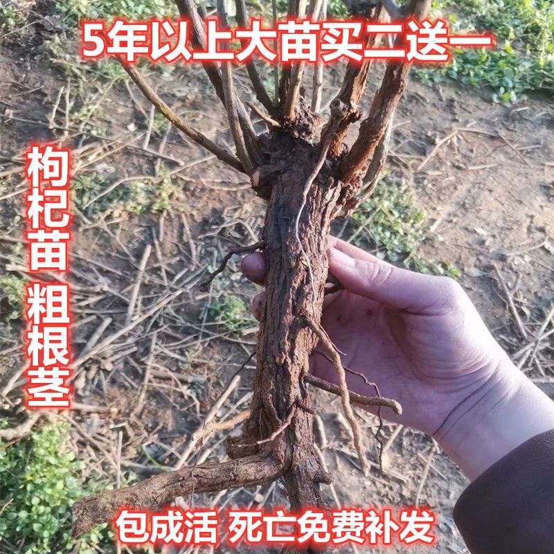 宁夏红黄白黑枸杞树苗盆栽盆景南北方四季种植当年开花结果包邮图片