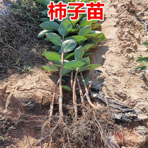 柿子树果苗脆甜柿特大嫁接庭院南北方种植无核陕西小柿子盆栽树苗