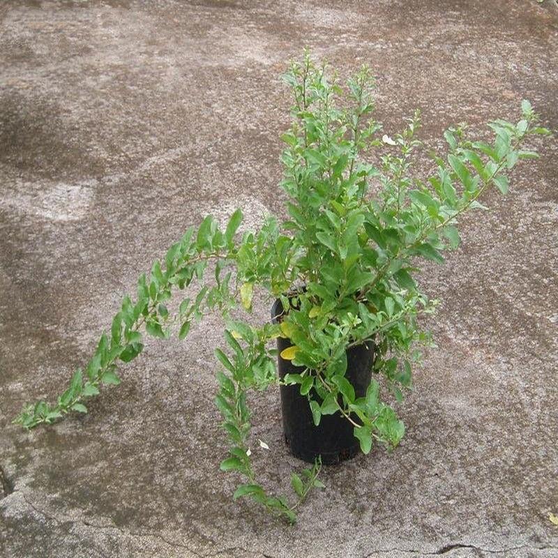 枸杞苗盆栽地栽果树苗黑枸杞树苗南方北方种植新疆枸杞当年结果图片