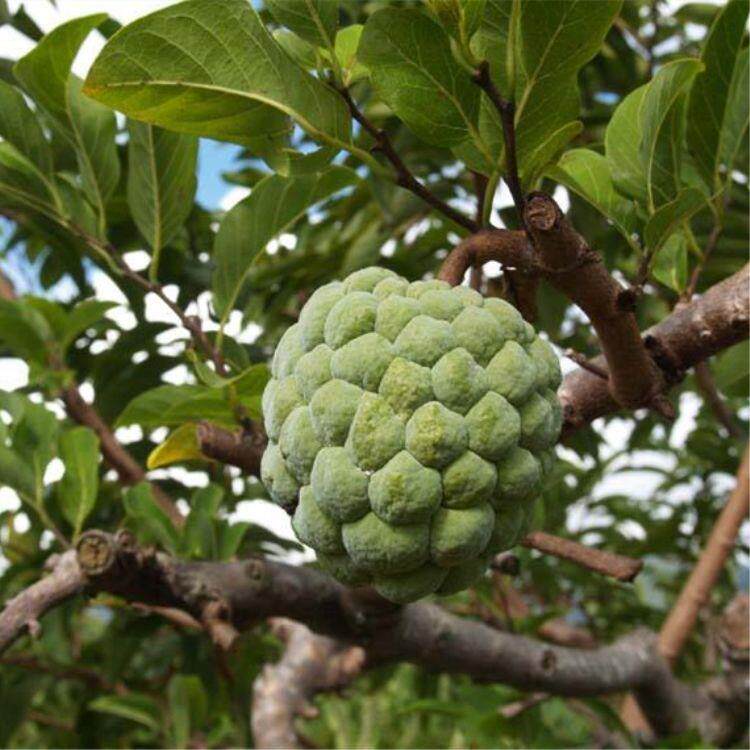 台湾释迦果苗树 嫁接释迦果树苗 特大 番荔枝苗当年结果地栽盆栽图片