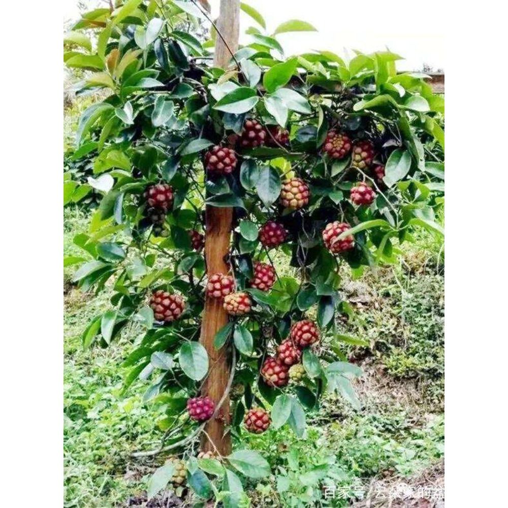 果树苗布福娜野生黑老虎树苗水果苗爬藤酒饭团南北方种植当年结果