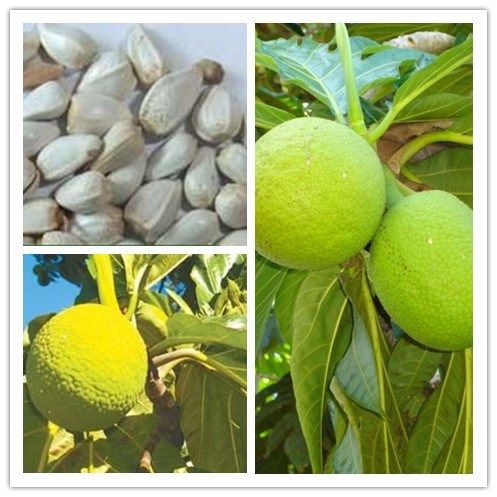 猴面包果树苗果树 猢狲木猴 面包树酸瓠树树苗罗蜜树马槟榔面磅树