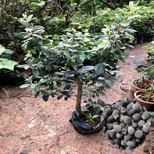 桃金娘树苗 野生稔子树观花老桩大树当年结果带土带叶南方种