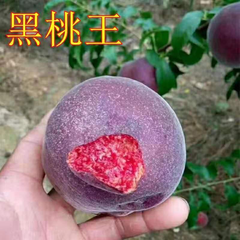 嫁接桃树苗晚熟中华黑桃王黄桃苗黑桃皇后苗紫血桃果树苗当年结果
