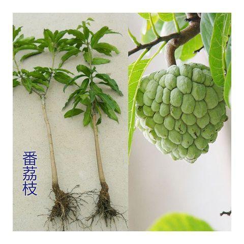 佛陀果番荔枝苗台湾释迦果苗番荔枝树苗佛头果凤梨释迦果树苗图片