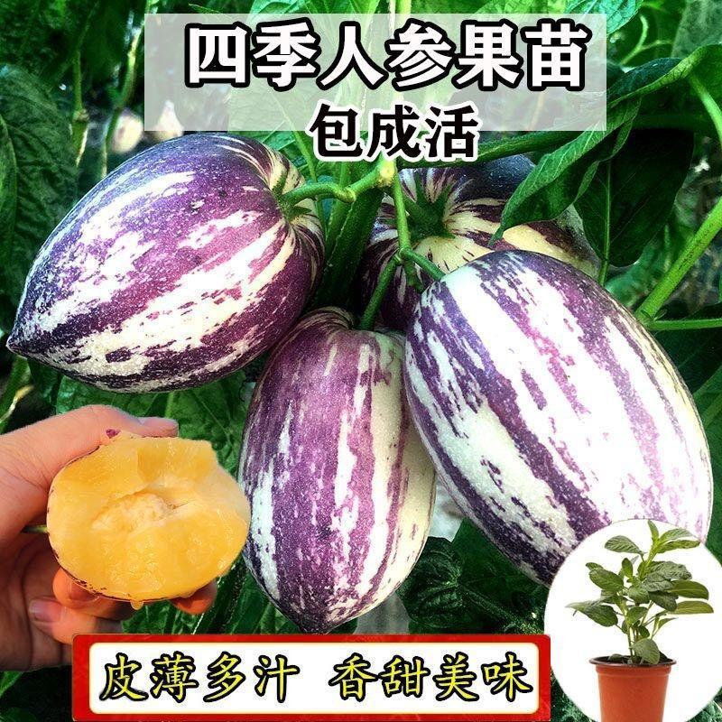人参果苗四季水果树苗高产人参果种籽种子南北方阳台盆栽春秋早熟图片