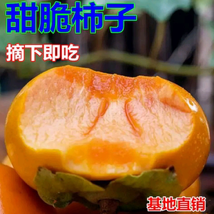 特大无核富有甜柿日本甜柿子树苗火晶柿树南方北方种植当年结果苗