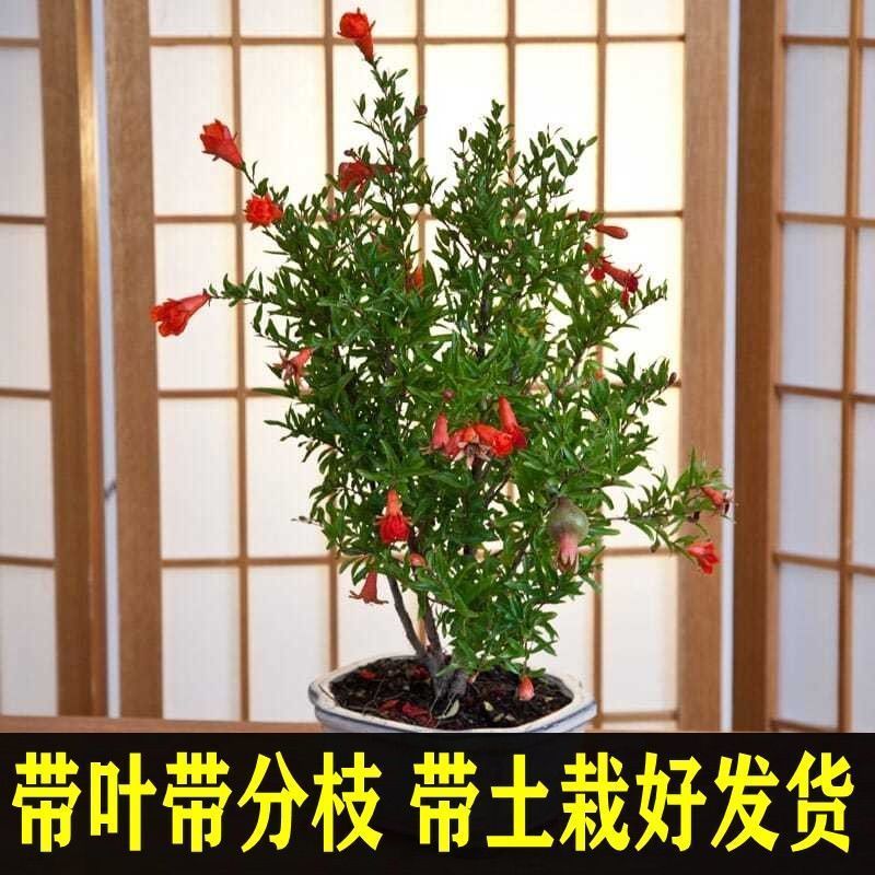 石榴树苗盆栽阳台矮化果树南北方庭院地栽突尼斯耐寒带土带叶图片