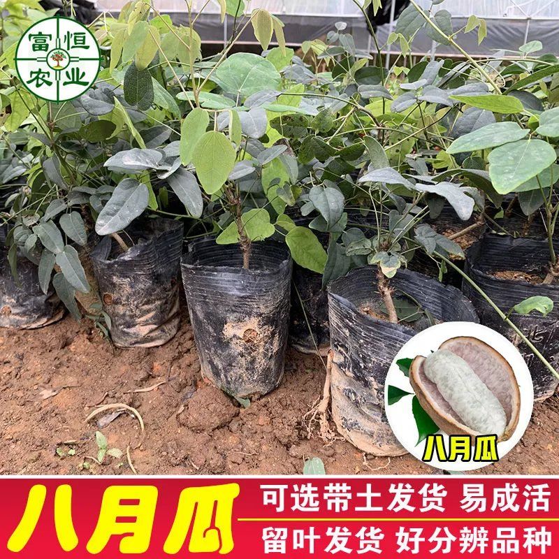 八月炸树苗8八月瓜苗三叶木通果野香蕉水果树苗盆栽种植当年结果