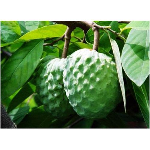 AP番荔枝苗/释迦果/佛头果/林檎 嫁接苗图片