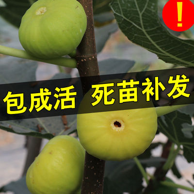 无花果树果苗当年结果盆栽特大四季嫁接苗地栽南方品种北方水果苗
