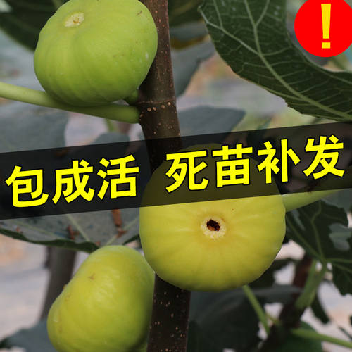 无花果树果苗当年结果盆栽特大四季嫁接苗地栽南方品种北方水果苗