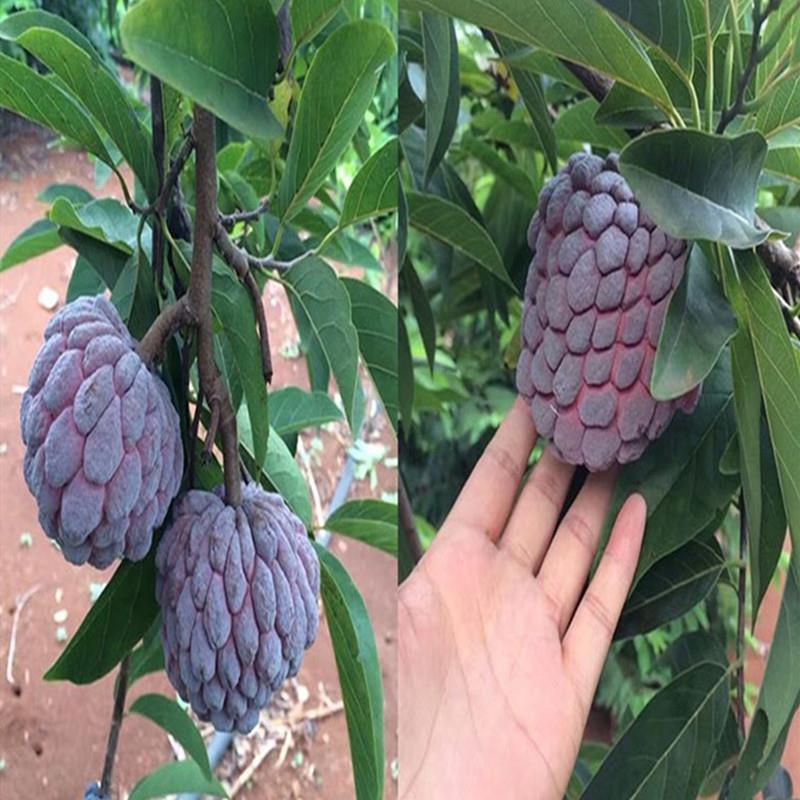 嫁接台湾凤梨苗蜜释迦苗佛陀果水果树苗地栽盆栽林檎番荔枝苗常绿图片
