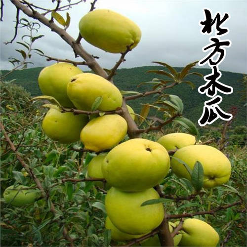北方木瓜树苗天香光皮蒙山泡酒木瓜果树苗盆栽地栽特大当年结果苗