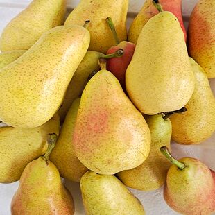 香蕉梨 【贵妃梨】树苗太婆梨树苗 嫁接梨树树苗 南方北方植种植