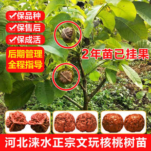 文玩核桃树苗涞水麻核桃树苗正宗狮子头官帽把玩核桃树苗特价包邮