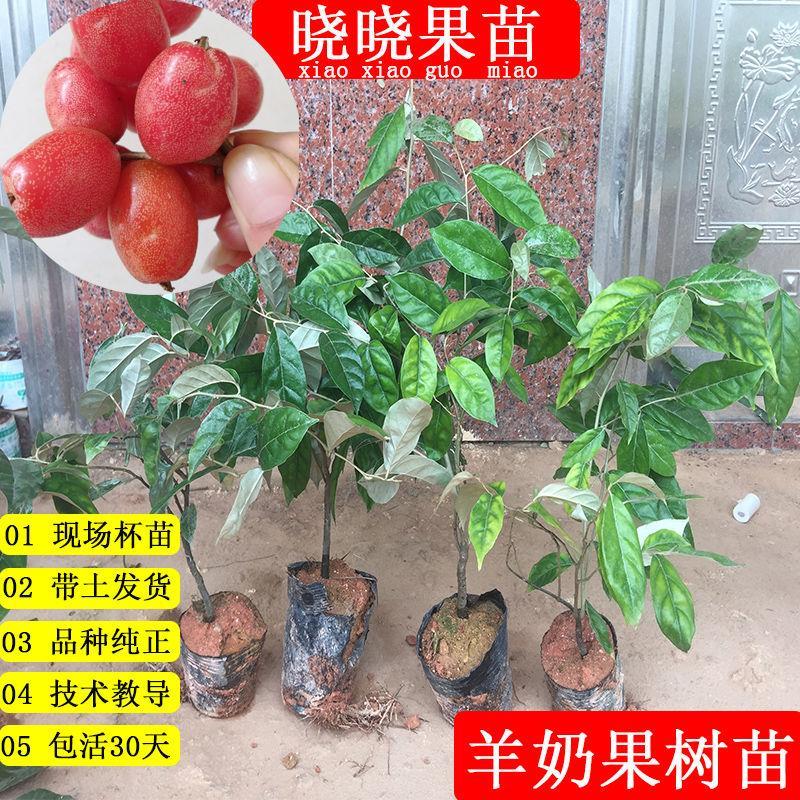 羊奶果树苗德甜二号羊奶果树苗密花胡颓子果树盆栽地栽庭院阳台种图片