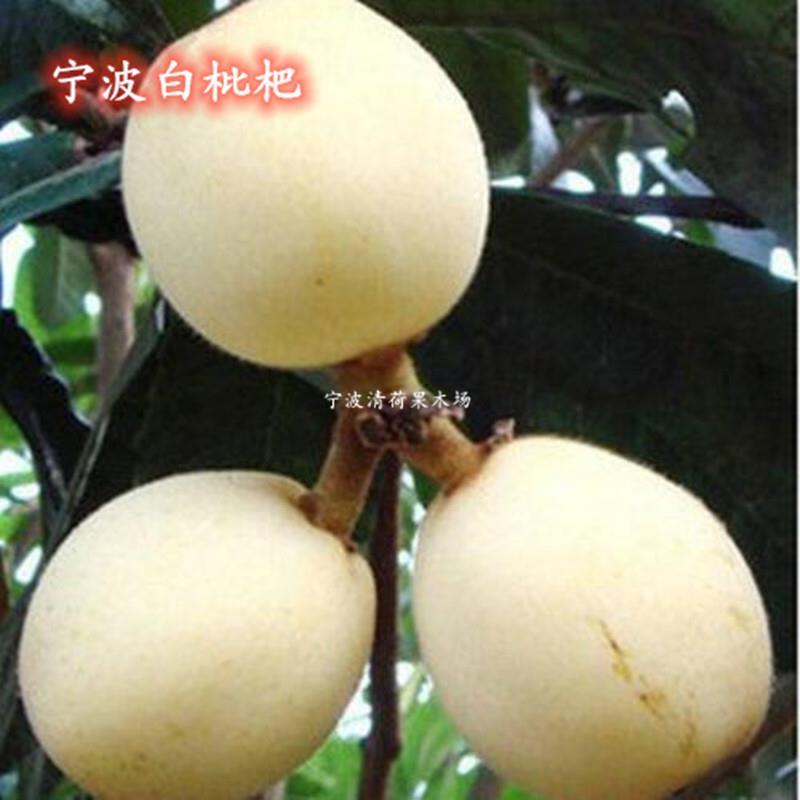 宁波宁海白枇杷果树苗盆栽白玉白沙枇杷结果苗地栽大五星枇杷树苗图片
