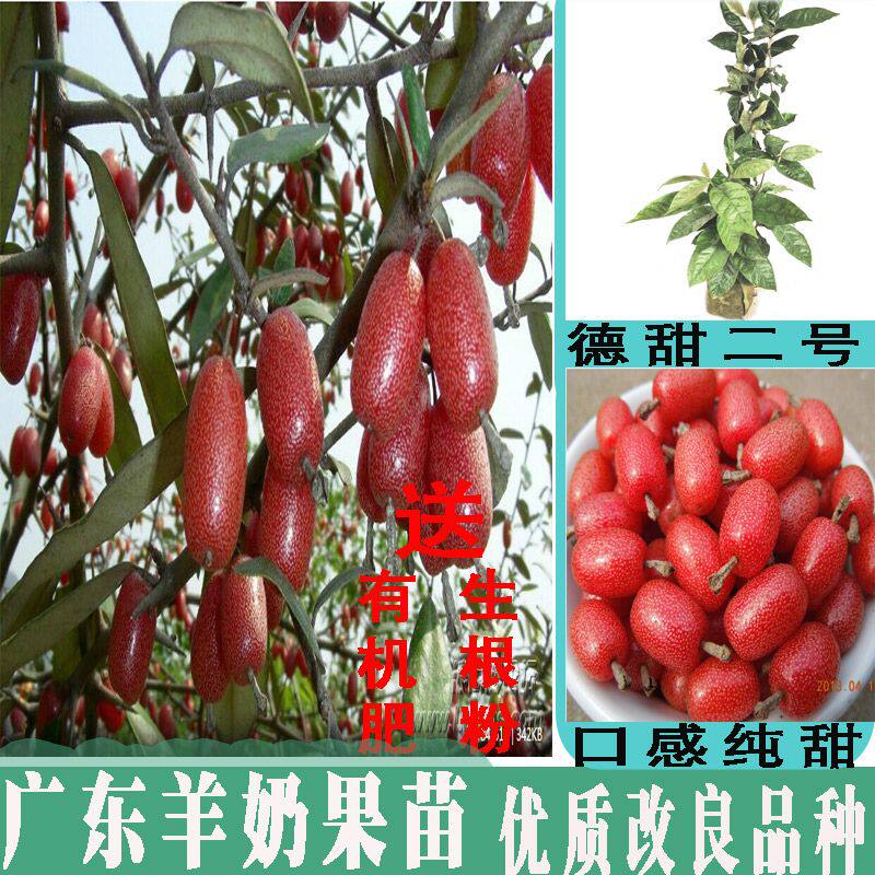 德甜二号纯甜羊奶果苗嫁接特大云南羊奶果树苗四季果树胡颓子苗桩图片