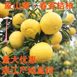 正宗嫁接象山青桔子果树苗黄金贡柚春香桔柚盆地栽南方种植包成活