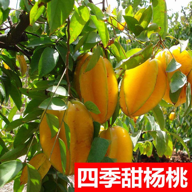 嫁接杨桃树苗一件包邮 四季甜杨桃果树苗 广西容县带土带叶发货图片
