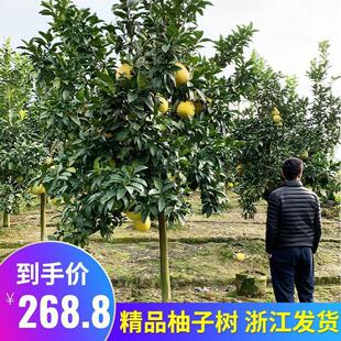 高杆特大红心马家柚子树苗别墅种植葡萄柚庭院盆栽泰国青柚苗地栽