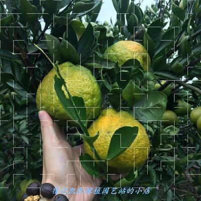 正宗温州瓯海接穗 欧瓯柑树苗 现挖现卖 果树苗 柑橘苗 苦柑 种苗