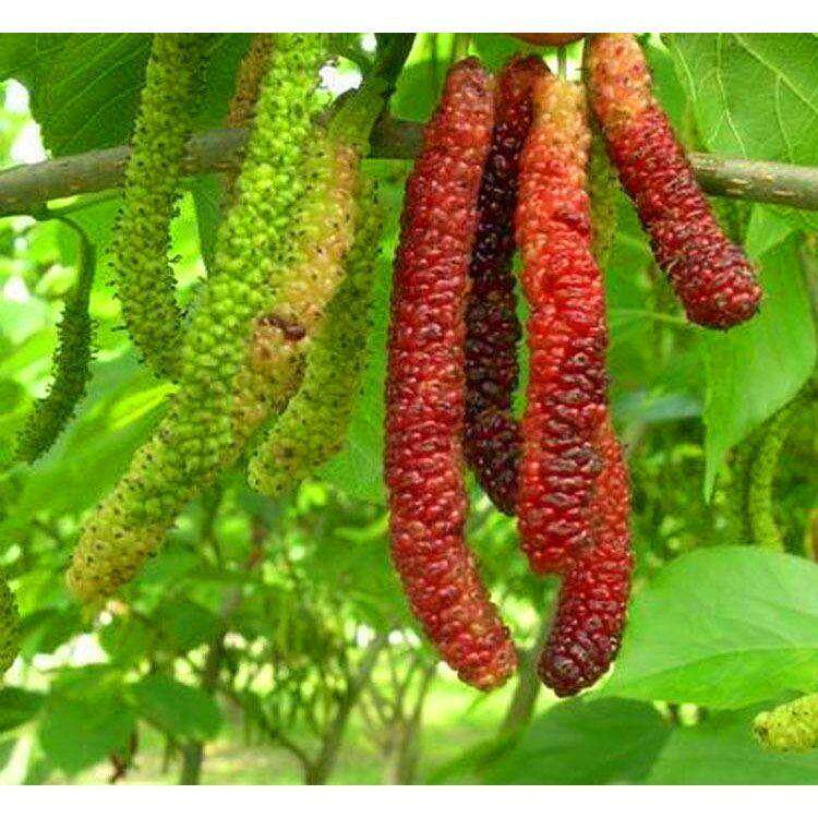 新奇水果树苗 台湾长果桑树苗嫁接大果桑葚苗庭院耐寒果树可盆栽