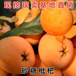 良种苗 大五星甜枇杷树苗特大早钟6号苗嫁接苗水果苗果树四季易种