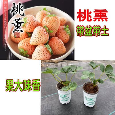 四季草苺苗盆栽带土带盆食用奶油红颜白雪桃熏阳台种植特大草莓苗