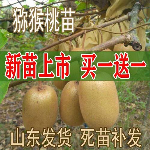 红心猕猴桃苗嫁接苗南北方种植盆栽地栽软枣猕猴桃树果苗当年结果
