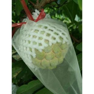 樟林林檎 潮汕特产番荔枝释迦实生苗果树苗凤梨释迦嫁接苗3棵包邮