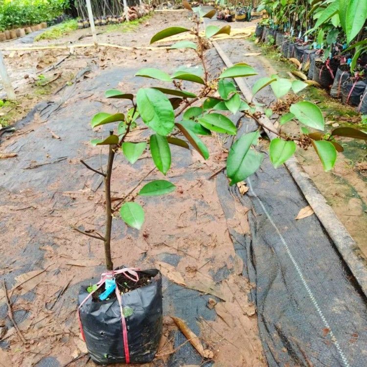 越南牛奶果嫁接苗星苹果苗热带果苗金星果牛奶果树苗地栽