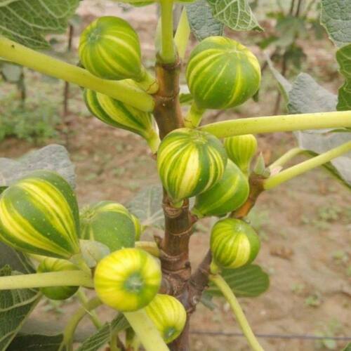 无花果树苗 盆栽无花果苗 盆栽地栽美味华丽金镶玉无花果A42树苗