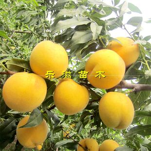 黄桃苗炎陵锦绣黄桃树苗红心桃子自然黄大脆甜 湖南果苗基地直销