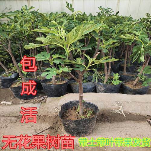 无花果树苗带土带叶四季盆栽当年结果南北方种植特大无花果苗