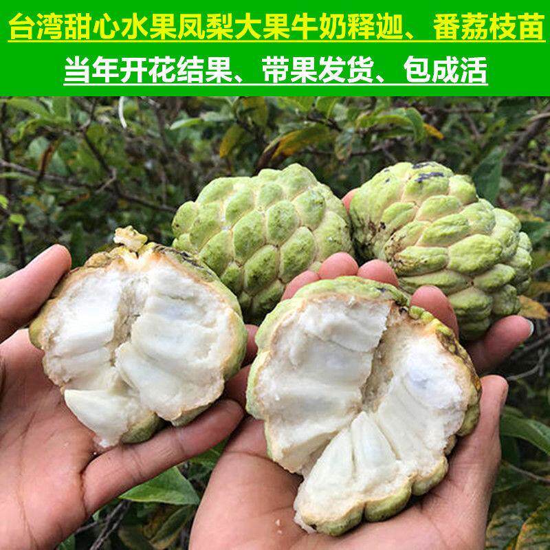 带果牛奶释迦果树苗正宗台湾甜心水果凤梨当年开花番荔枝盆栽地栽图片