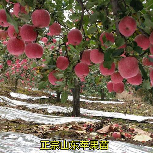 苹果苗红富士苹果树苗当年结果苹果树南北方种植盆栽地栽特大庭院