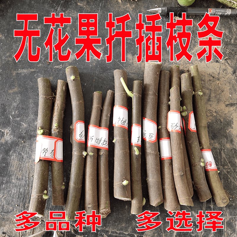 无花果扦插枝条果树苗嫁接枝条接穗新品种波姬红无花果苗四季种植图片