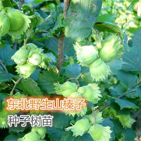 东北山榛子树种子树苗铁岭榛子树苗庭院果树地栽抗寒山榛子树