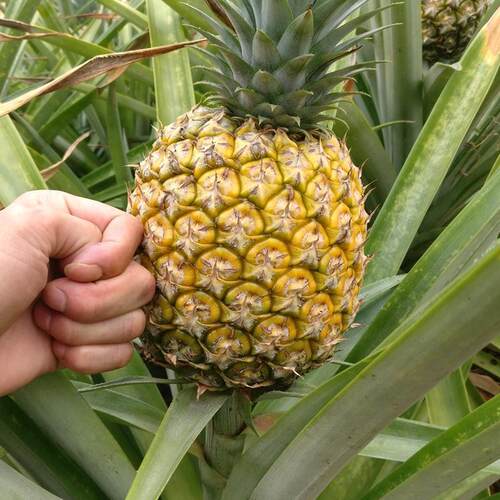 凤梨果树苗金钻手撕凤梨苗四季南方盆栽地栽种植当年结果常绿