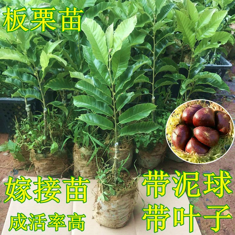 良种嫁接高产矮化板栗树苗栗子苗