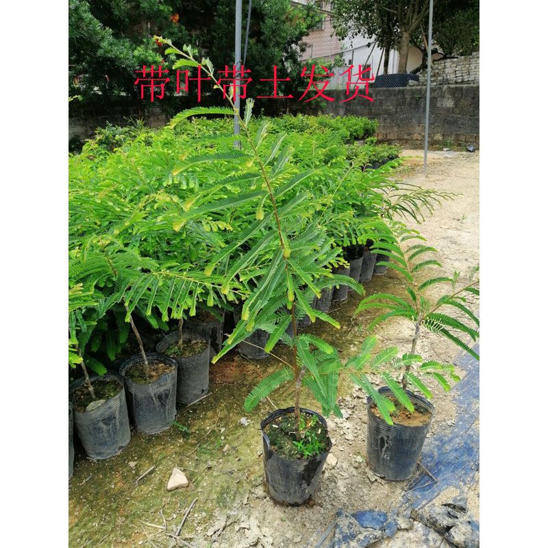 油甘果树苗 嫁接果树苗甜油甘余甘果耐寒水果苗盆栽地栽当年结果图片