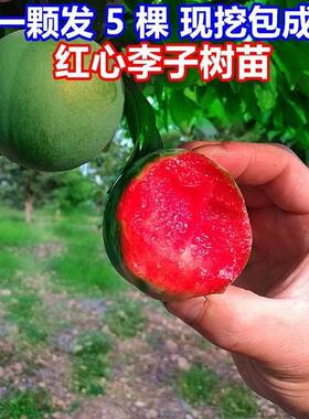 李子树苗美国味帝青皮红心肉脱骨脆甜蜜蜂糖早晚熟巨特大当年结果
