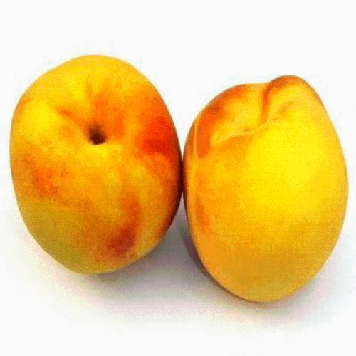 桃树苗南方北方种植盆栽地栽桃树嫁接果树苗黄桃树苗特大当年结果