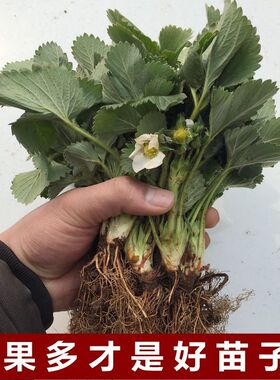 奶油草莓橙色淡雪四季草莓苗盆栽植物爬藤草莓果树苗带叶阳台种植