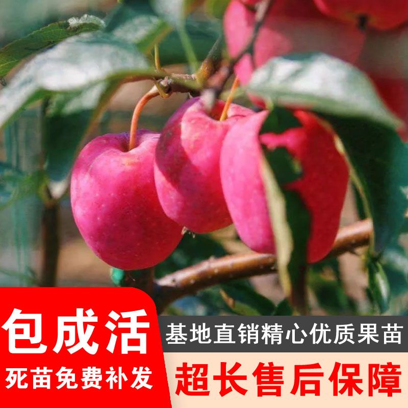 鸡心果树苗东北正宗锦绣海棠果耐寒嫁接苗甜脆小苹果树苗盆栽地载图片