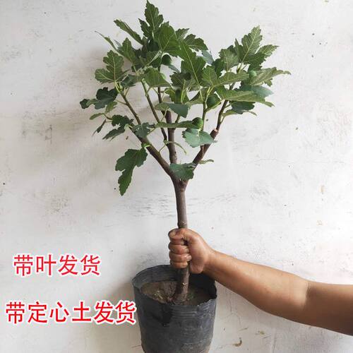 盆栽无花果苗带土四季盆栽当年结果特大波姬红矮化无花果苗树