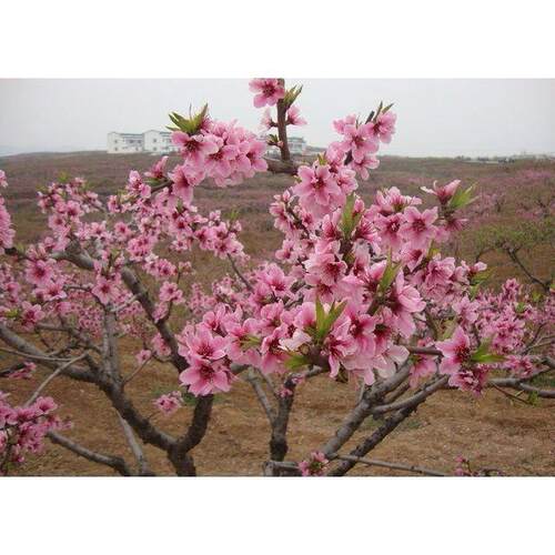 正宗传统桃花树苗,紫叶桃 许愿树  树 桃树苗木  盆栽绿植